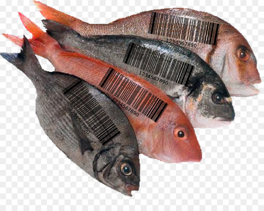 Les Poissons，La Nourriture PNG