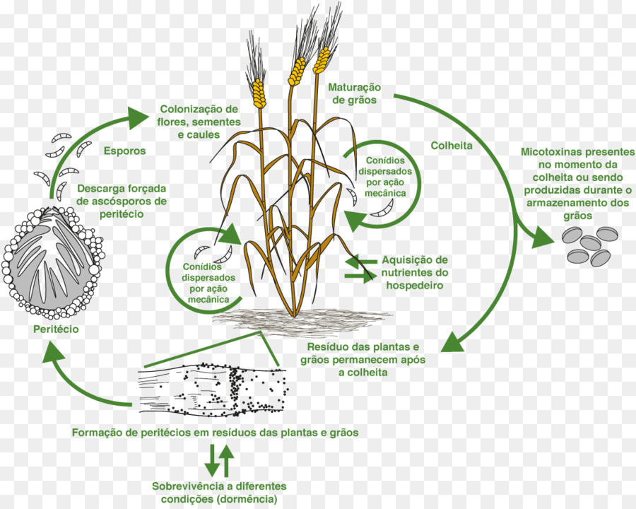 Diagramme Du Cycle De Vie Du Blé，Agriculture PNG