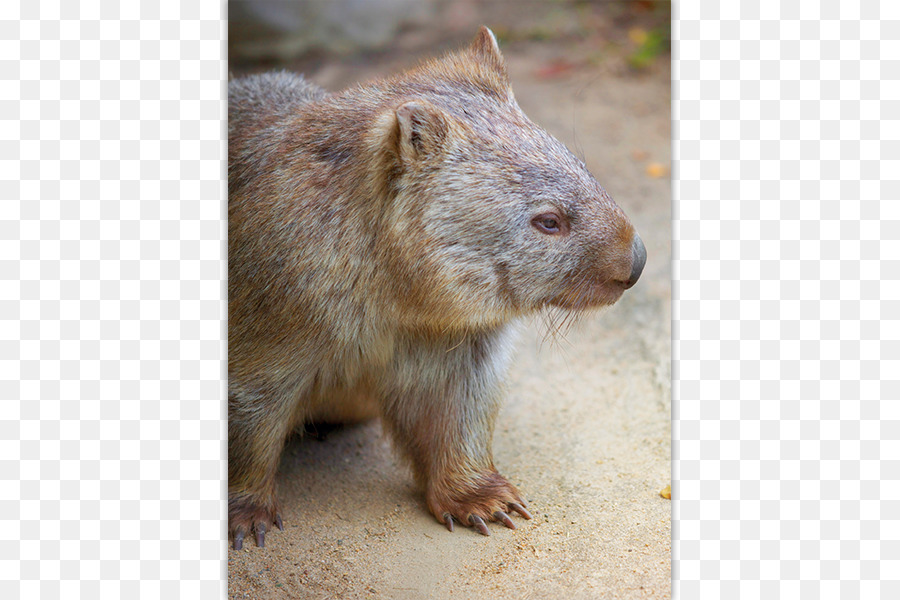 L Australie，Wombat PNG