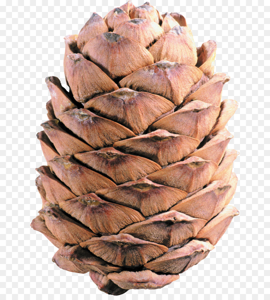 Pomme De Pin，Arbre PNG