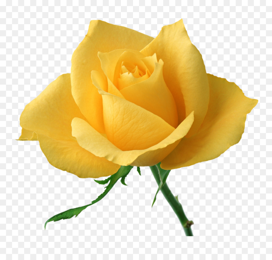 Pêche Rose，Floraison PNG