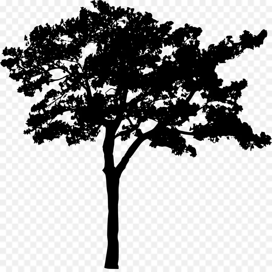 Silhouette D'arbre，Nature PNG