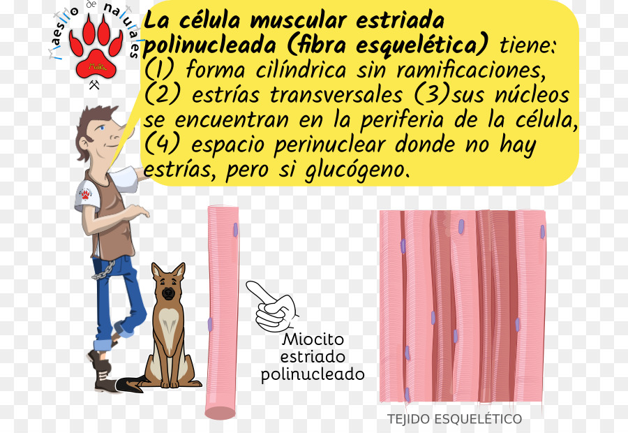 Des Myocytes，Le Tissu Musculaire Strié PNG