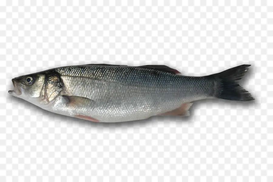 Poisson，Fruit De Mer PNG