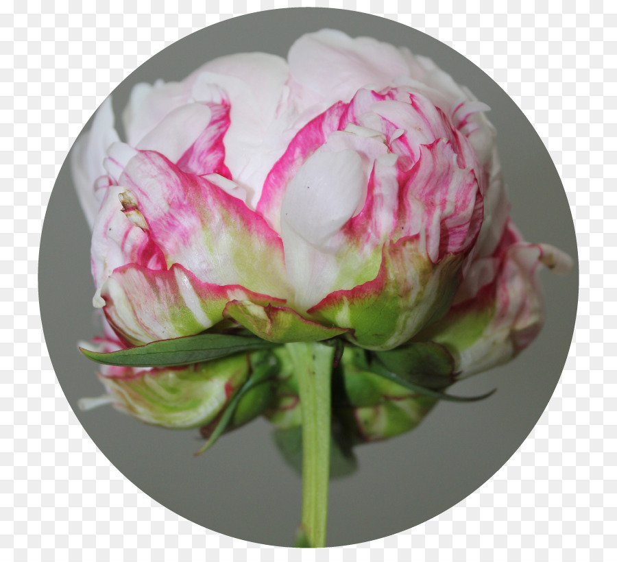 Fleur De Pivoine，Floraison PNG