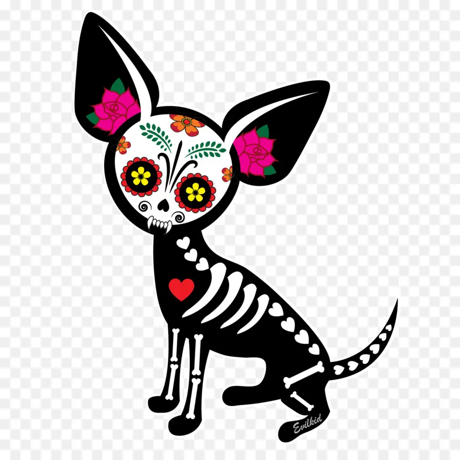 Chihuahua，Crâne PNG