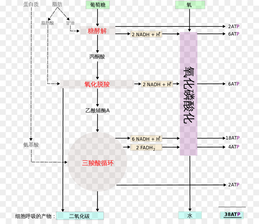 La Respiration Cellulaire，La Respiration PNG