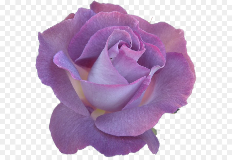 Rose，Floraison PNG