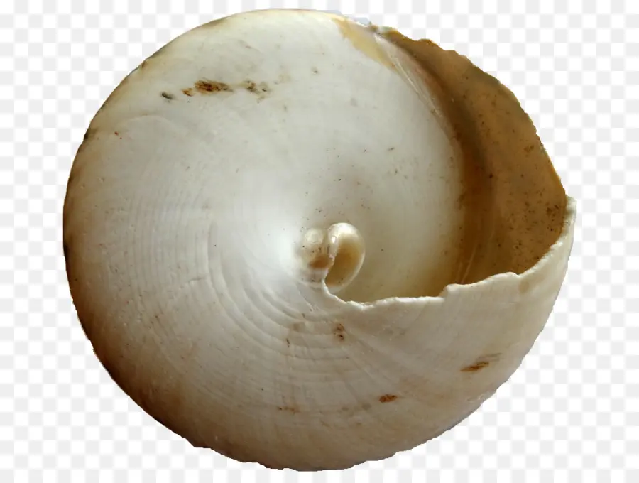 Coquille，Mer PNG