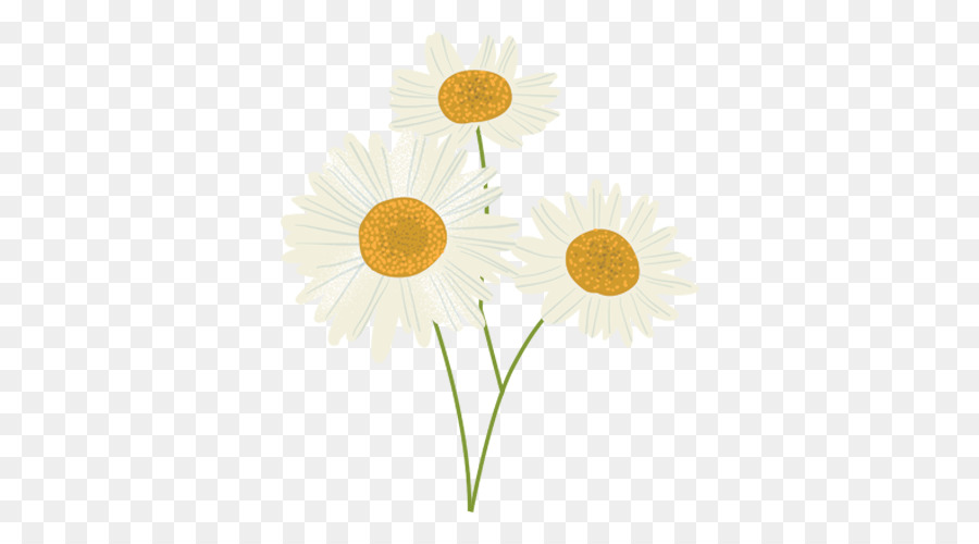 Fleur，Marguerite PNG