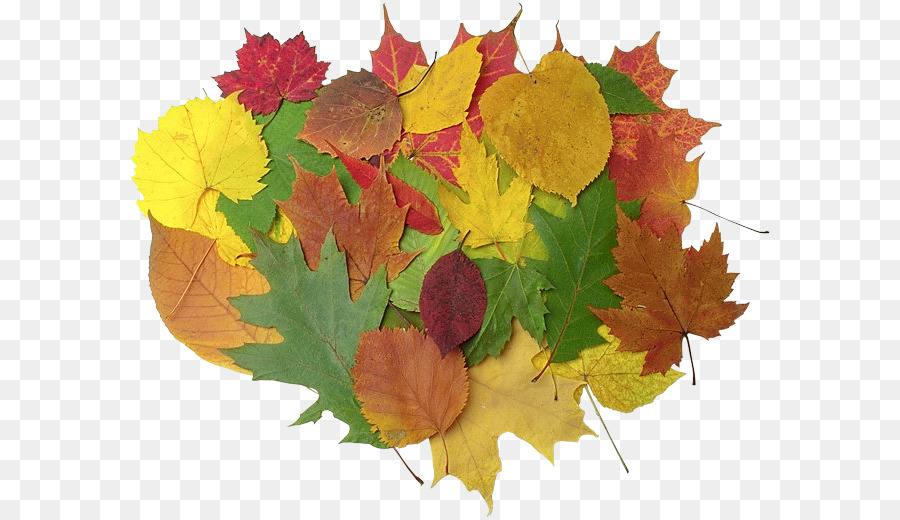 Feuilles D'automne，Automne PNG