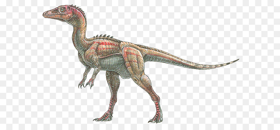 Eoraptor Lunensis，Velociraptor PNG