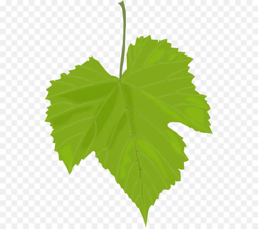 Feuille Verte，Usine PNG