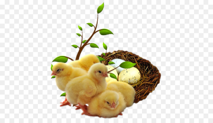 Poussins，Nid PNG