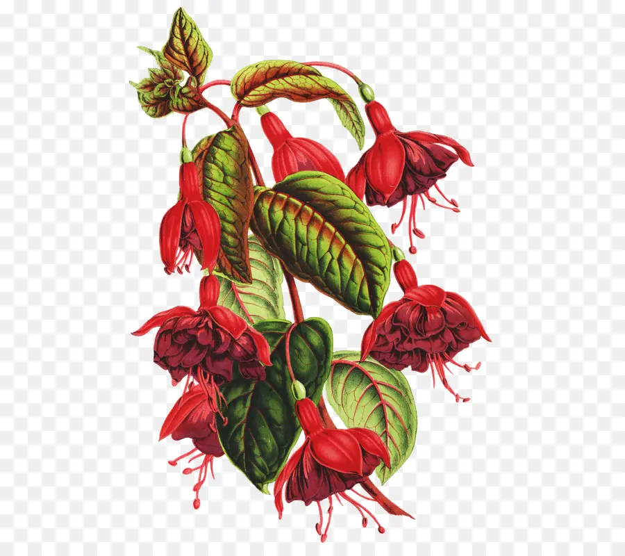 Fleur，Les Illustrations Botaniques PNG