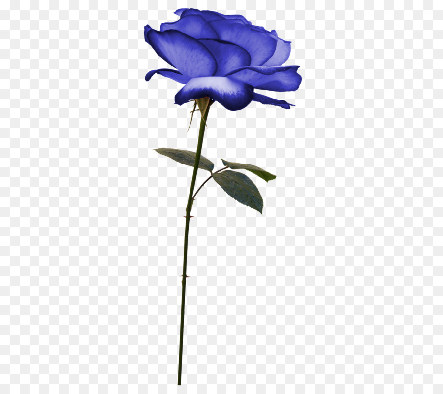 Fleur，Télécharger PNG