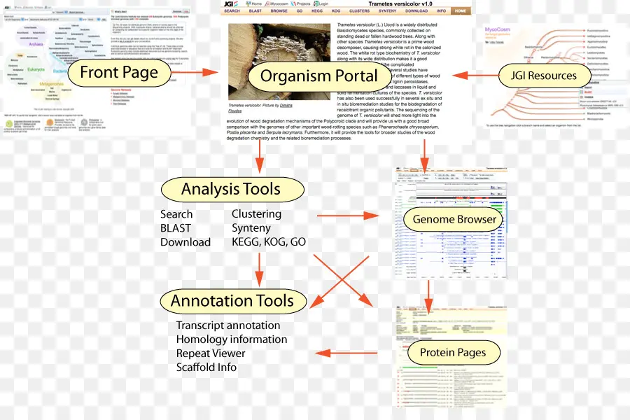 Navigateur De Génome，Analyse PNG