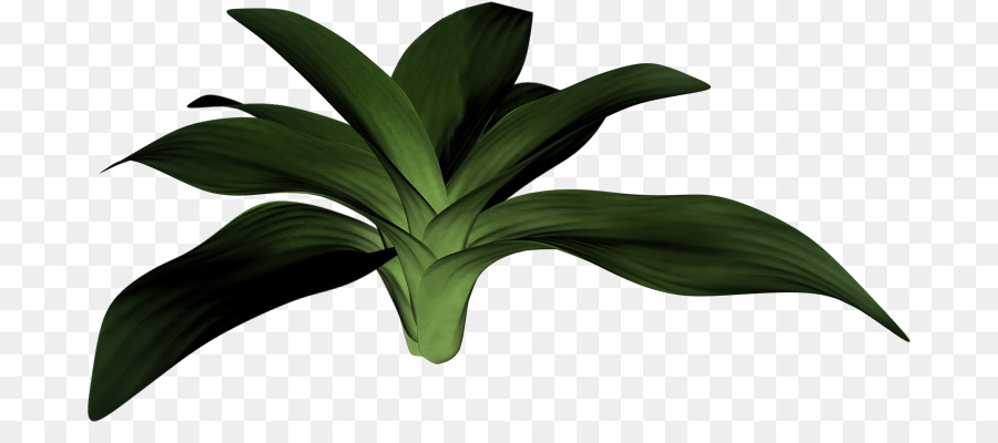 Plante Verte，Feuilles PNG