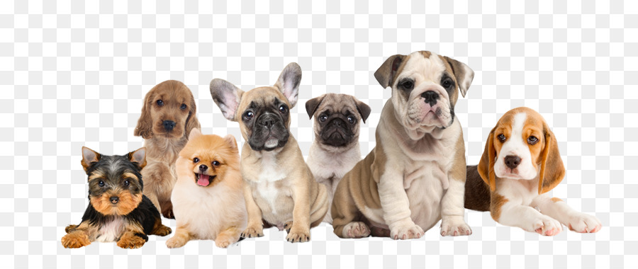 Chiots，Chiens PNG