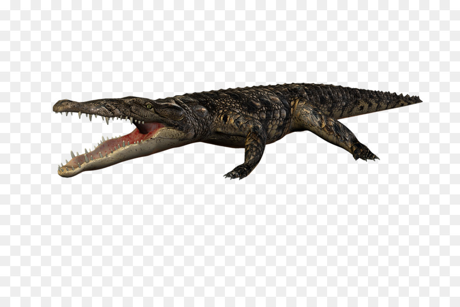 Crocodile，Reptile PNG