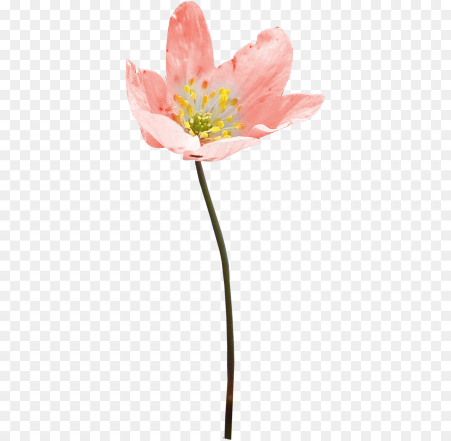 Fleur，Rose PNG