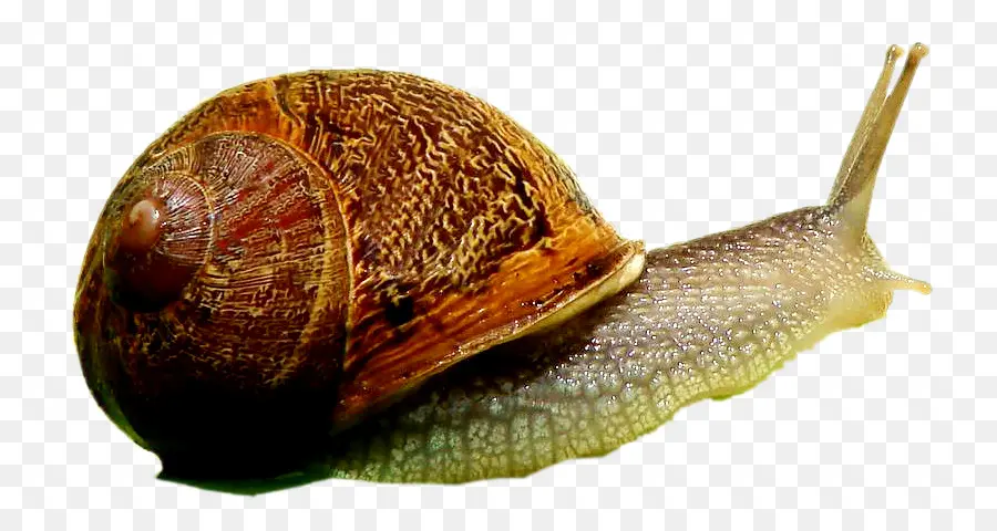 Escargot Brun，Coquille PNG