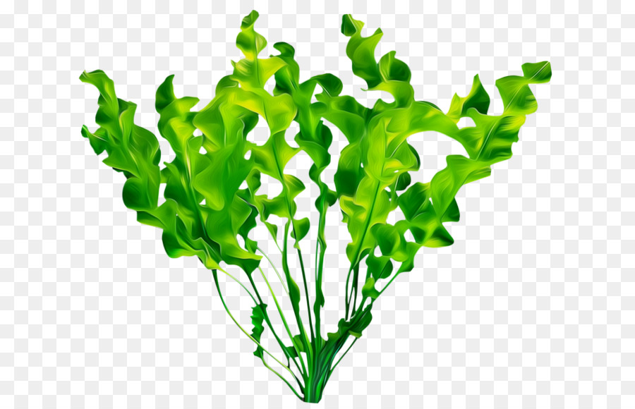 Les Plantes Aquatiques，Plante PNG