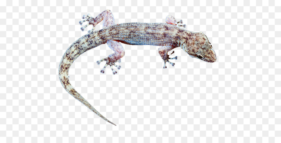Le Monstre De Gila，Gecko PNG