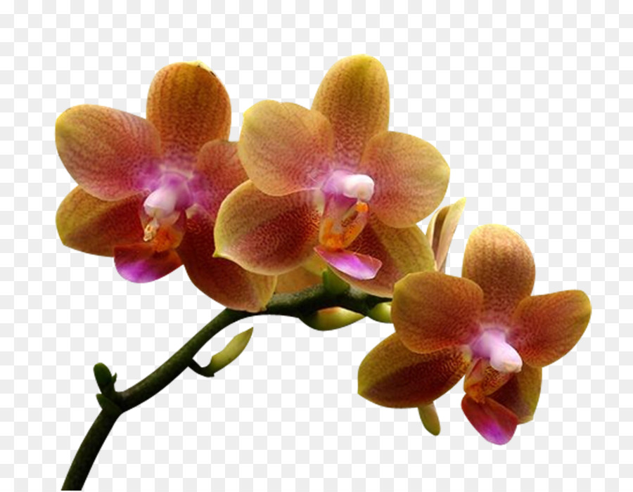 Les Orchidées，Teigne Des Orchidées PNG