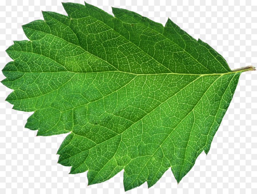 Feuille Verte，Usine PNG