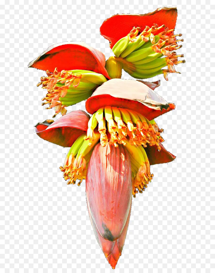 Fleur De Bananier，Banane PNG