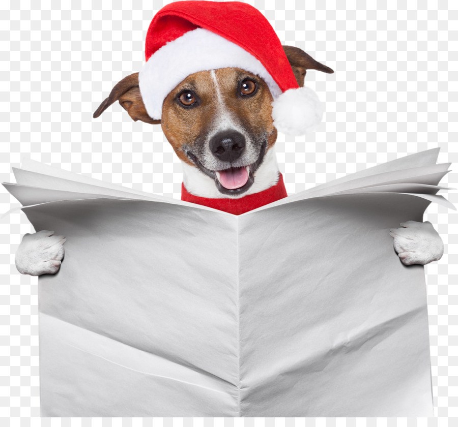 Chien Avec Bonnet De Noel，Noël PNG