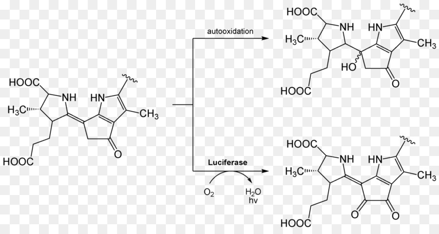 Luciférine，Luciférase PNG