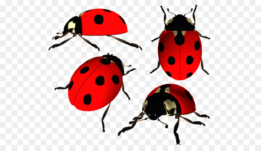 Coccinelle Beetle，Télécharger PNG