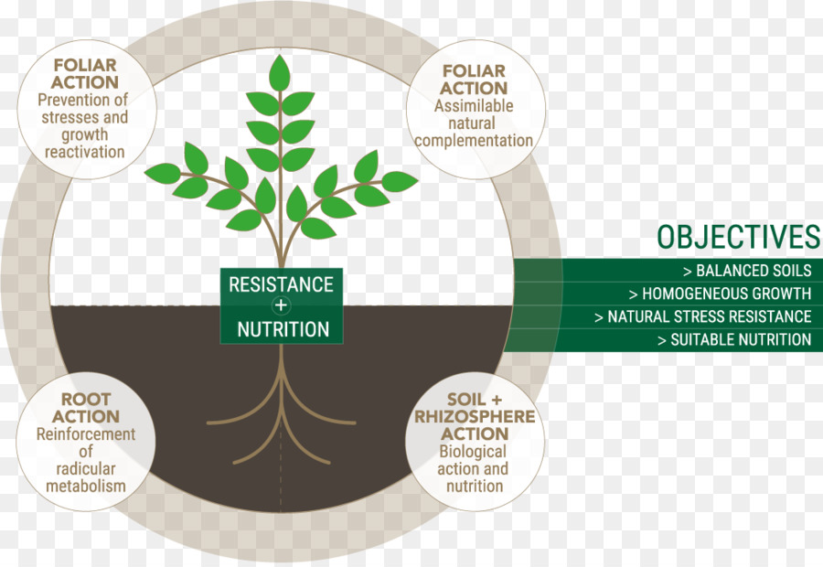 Diagramme De Nutrition Des Plantes，Agriculture PNG