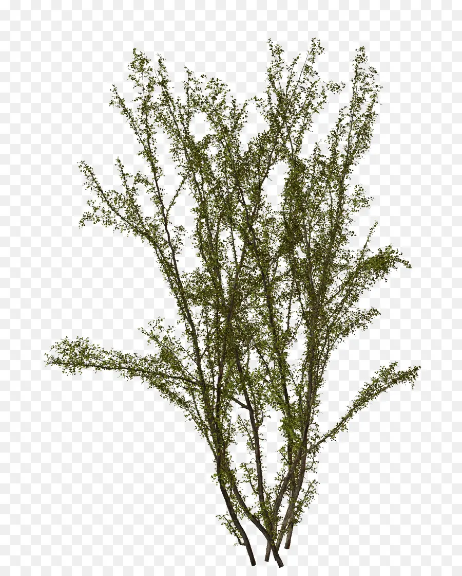 Plante Verte，Feuillage PNG