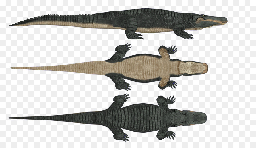 Alligator，Reptile PNG