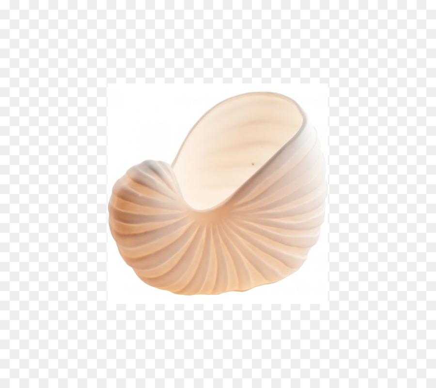 Expedition Coquillage Png Expedition Coquillage Transparentes Png Gratuit