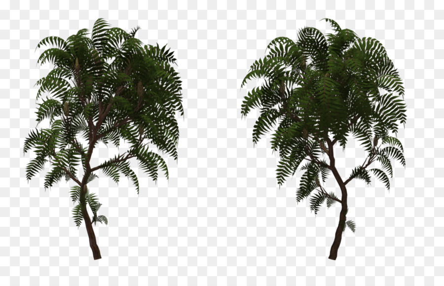 De Babassu，Sumac PNG