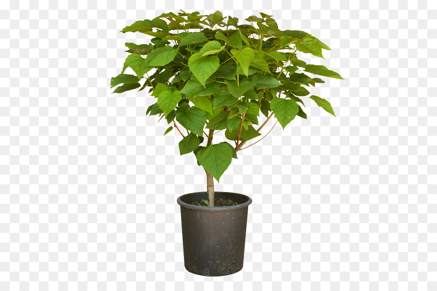 Plante Verte，Feuilles PNG