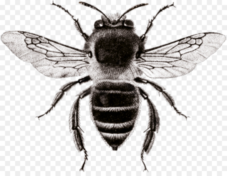 Abeille，Ailes PNG