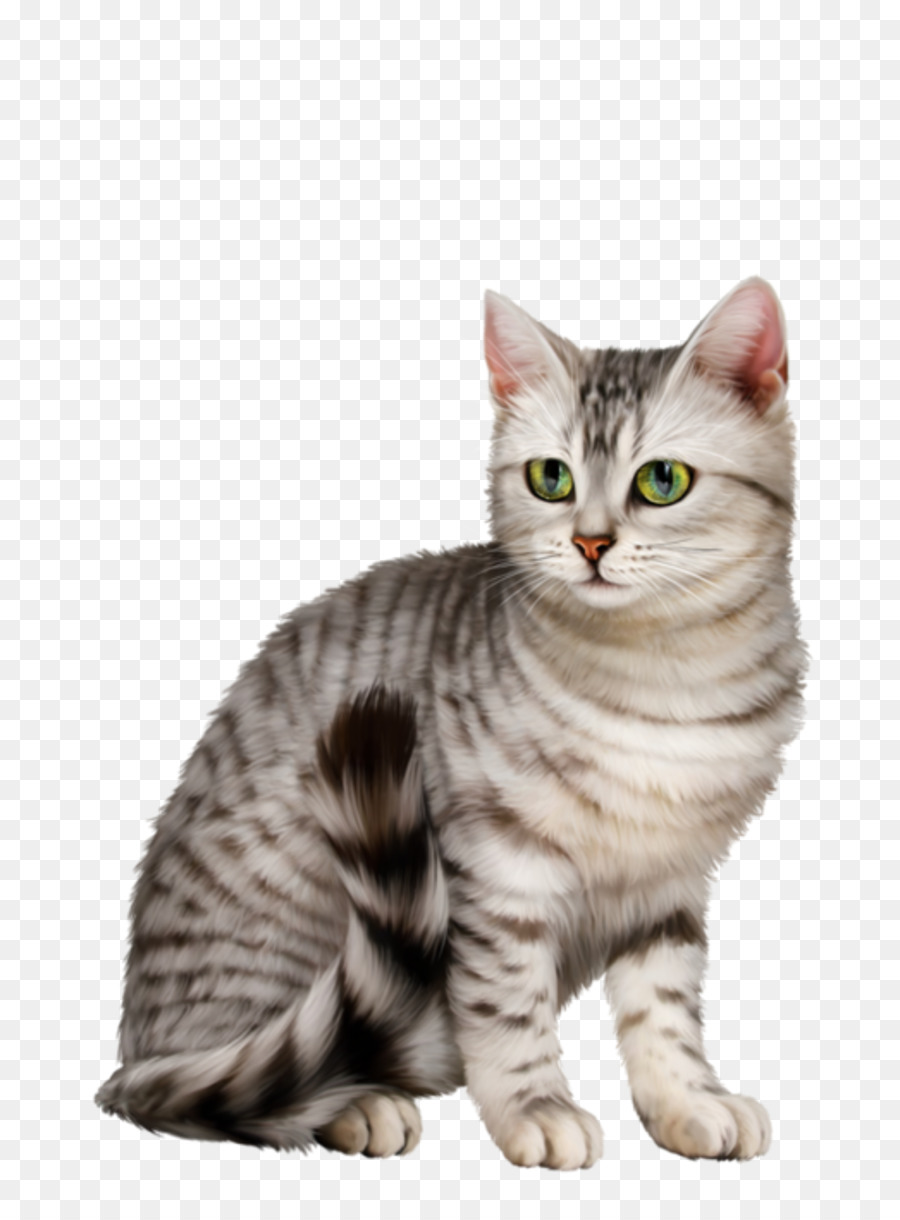 Chat，Animal De Compagnie PNG