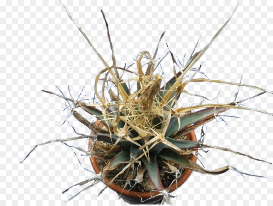 Cactaceae，Astrophytum Myriostigma PNG