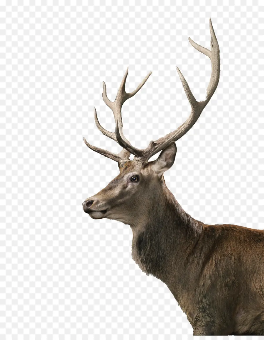 Tête De Cerf，Faune PNG