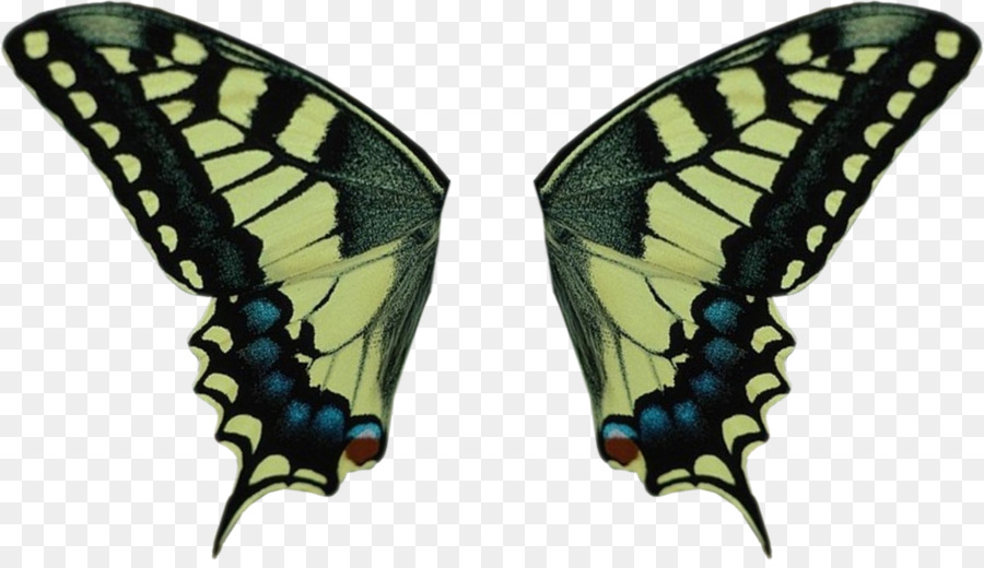 Papillon Bleu，Insecte PNG