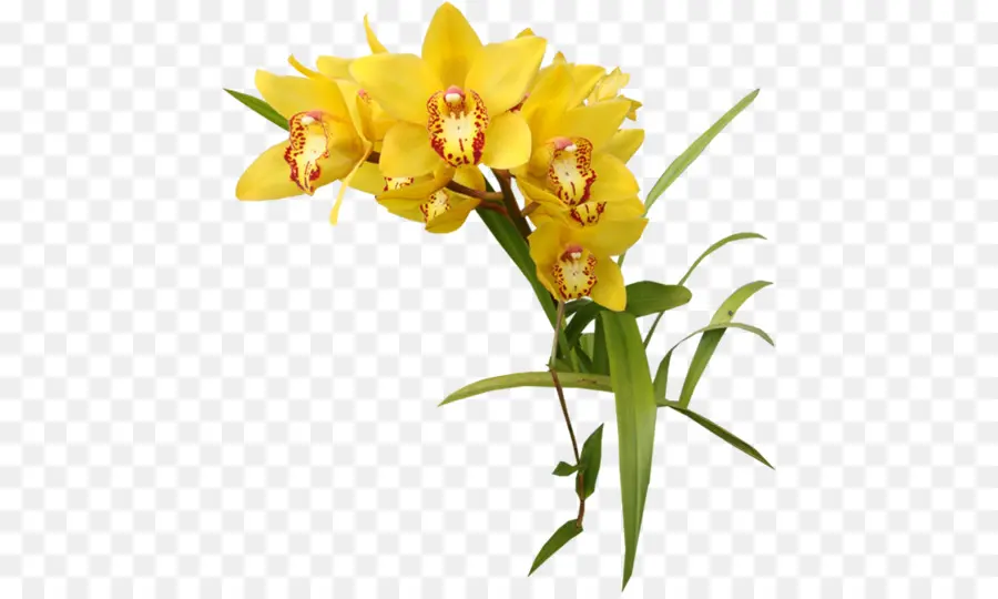 Les Orchidées，Jaune PNG