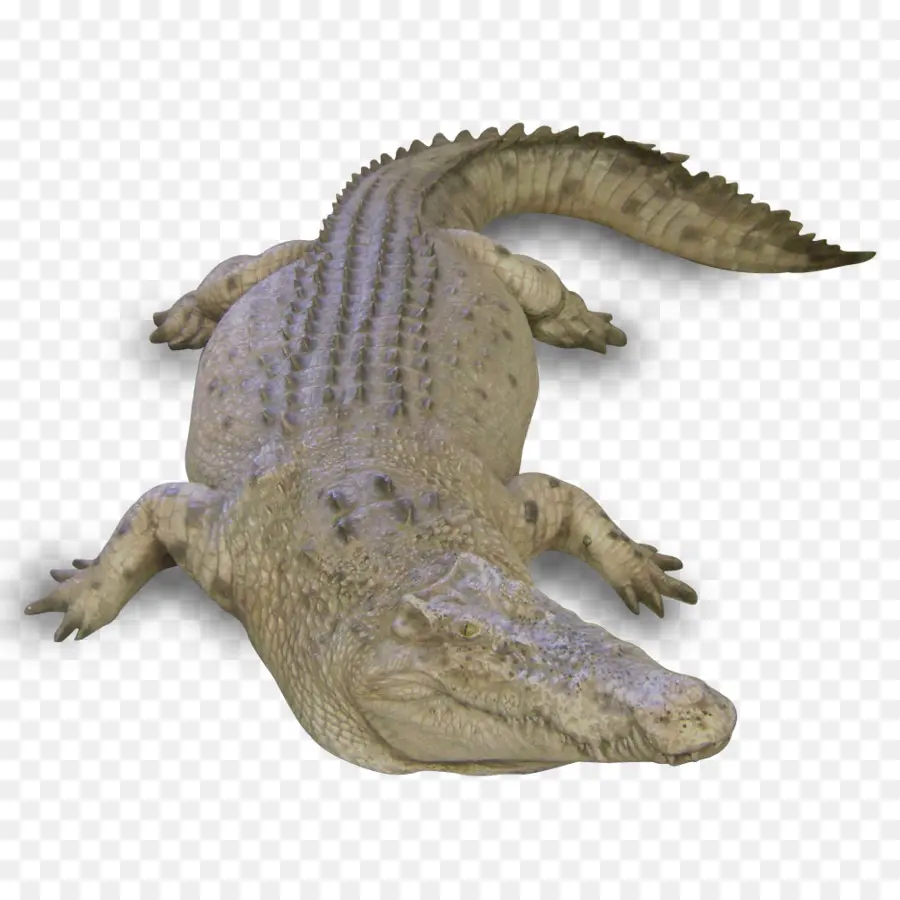 Alligator，Reptile PNG