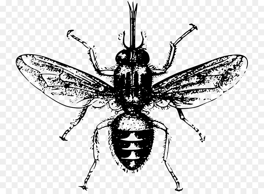 Abeille，Insecte PNG