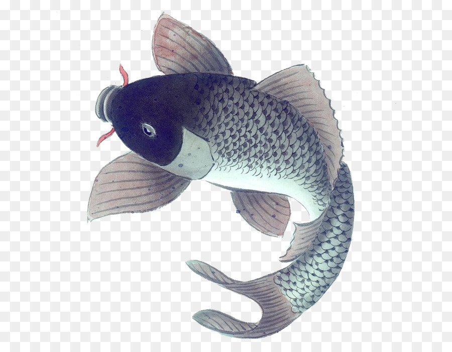 Poisson，Aquatique PNG