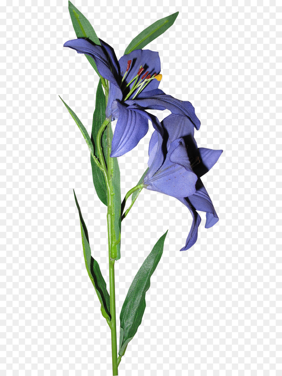 Fleur Violette，Lis PNG